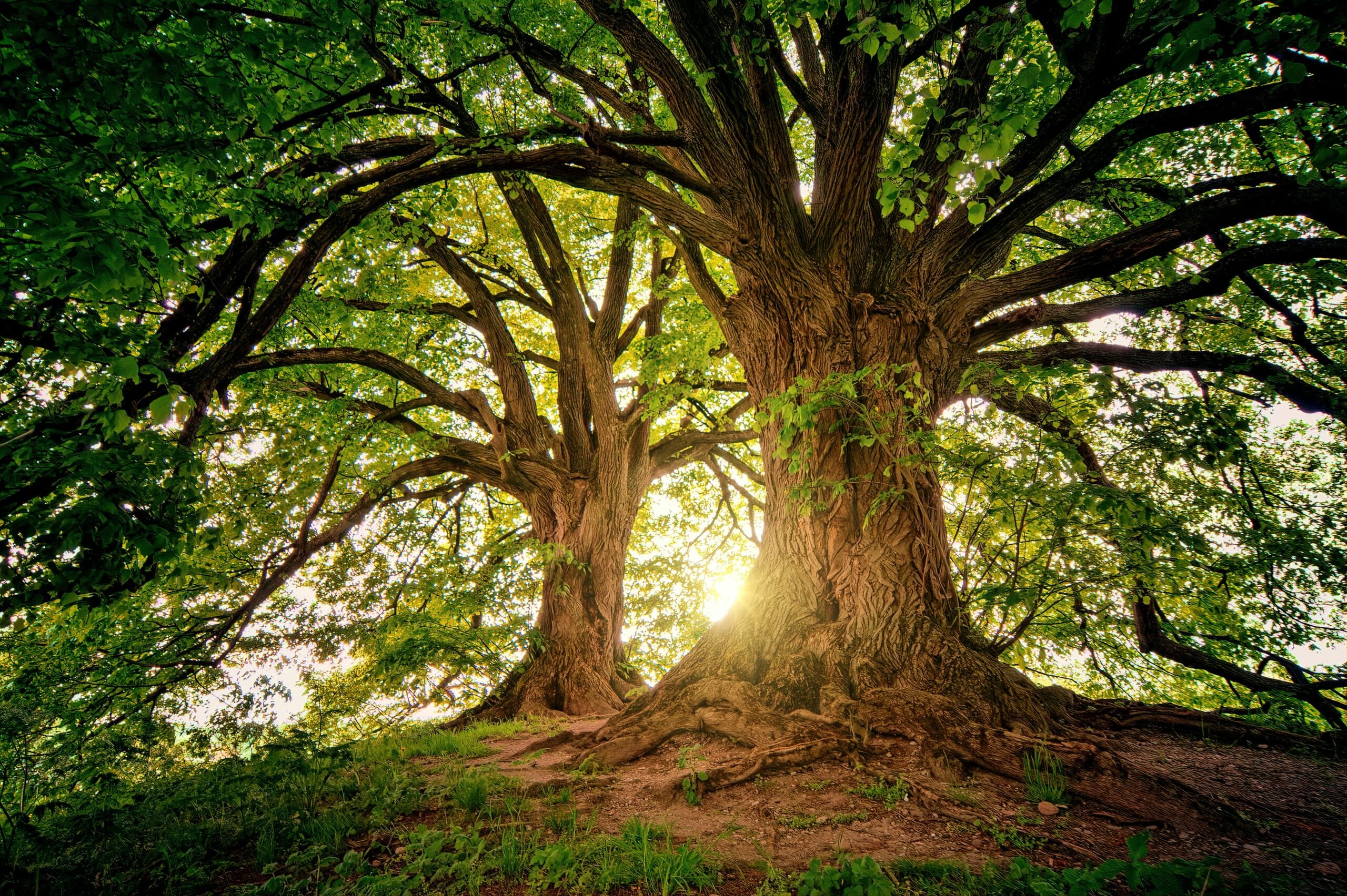 biodiversity and sustainability strategy - Ohana public affairs consultancy
